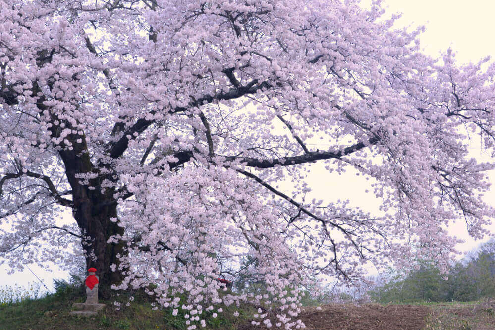 日向の人待地蔵桜