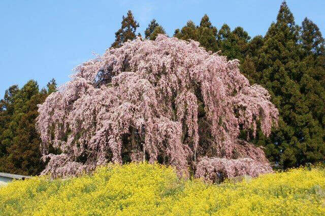 合戦場のしだれ桜