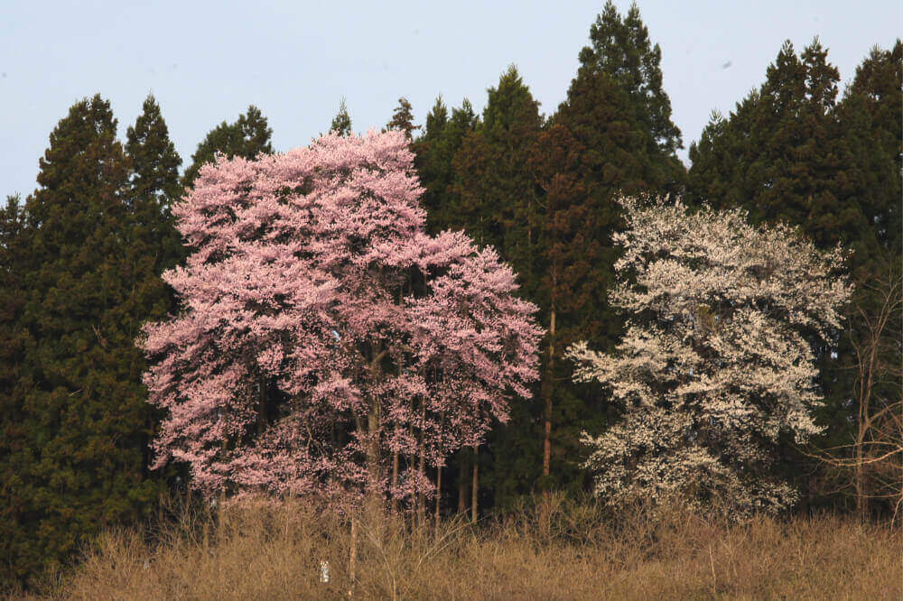 三渡神社の桜