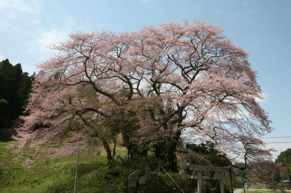 新殿神社の桜