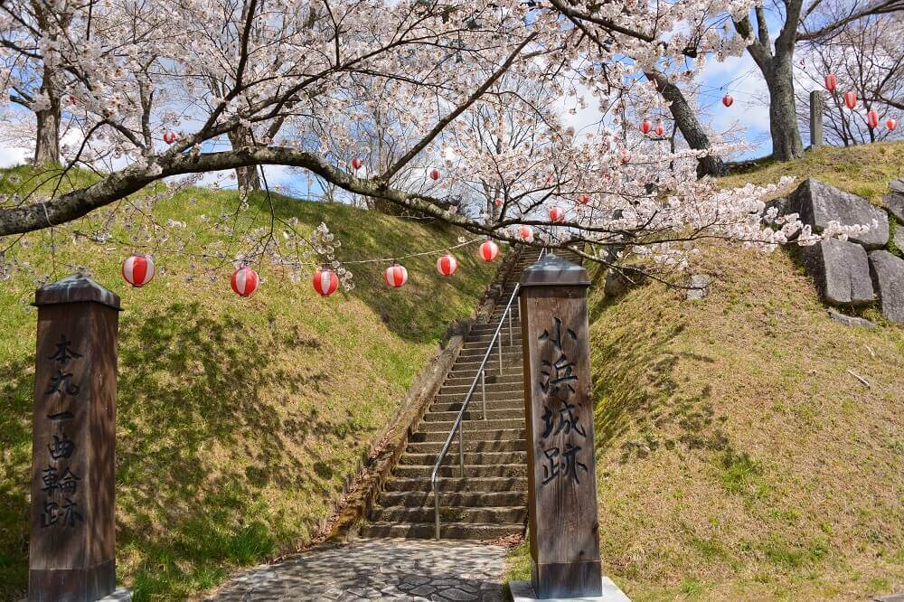 小浜城跡の桜
