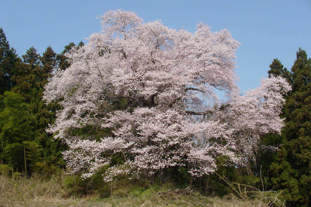 追猪の桜