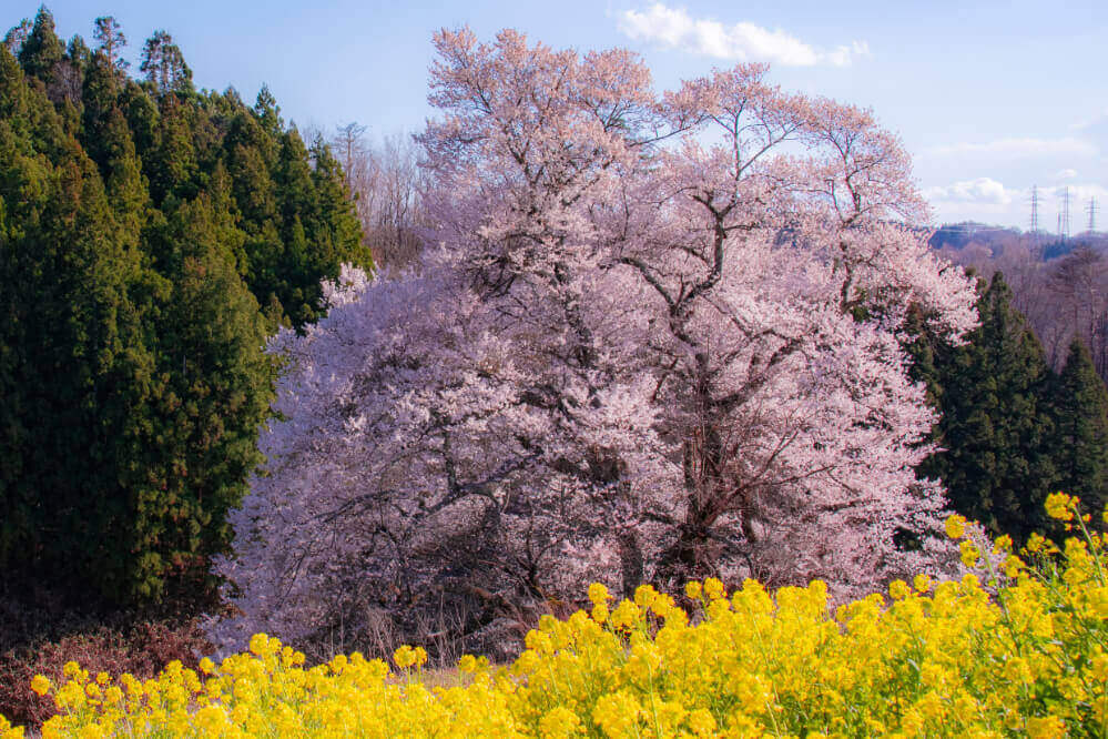 梅沢の山桜